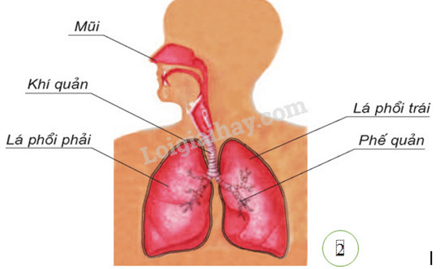 Trắc nghiệm KHTN 8 Cánh diều Bài 28 (có đáp án): Hệ vận động ở người | Khoa học tự nhiên 8 