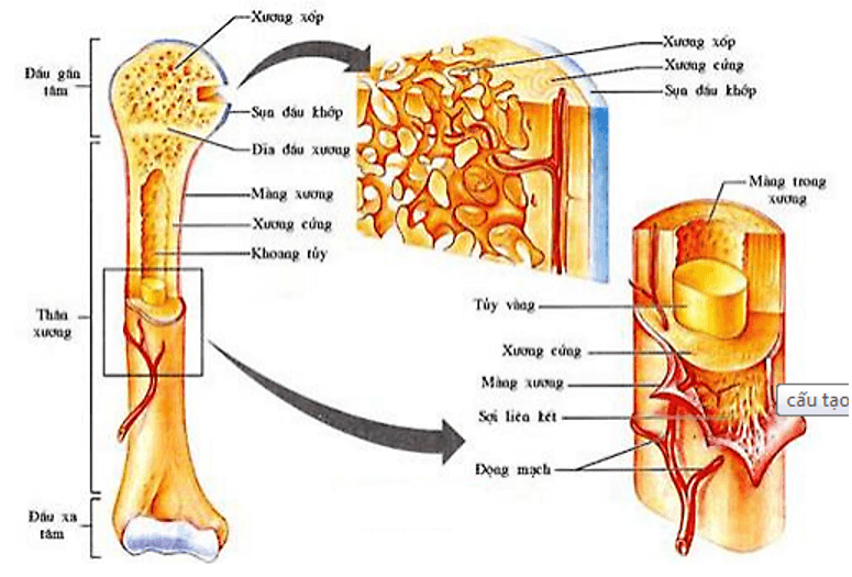 Trắc nghiệm KHTN 8 Cánh diều Bài 28 (có đáp án): Hệ vận động ở người | Khoa học tự nhiên 8 