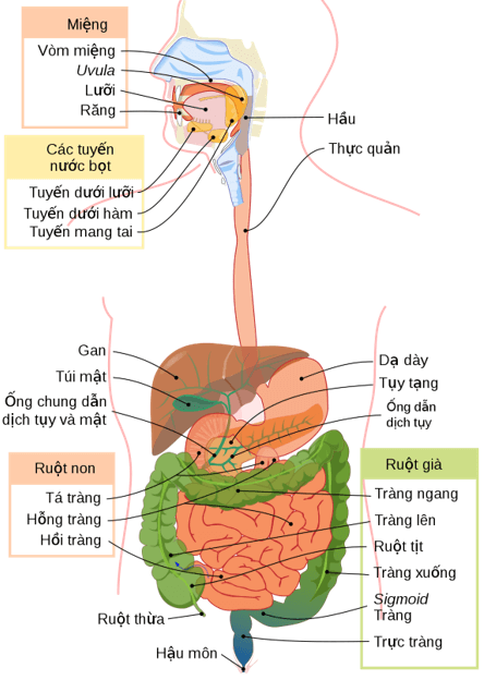 Trắc nghiệm KHTN 8 Cánh diều Bài 29 (có đáp án): Dinh dưỡng và tiêu hóa ở người | Khoa học tự nhiên 8 