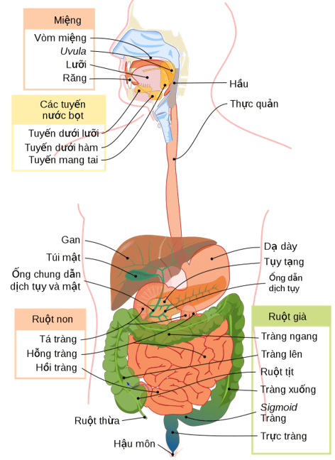 Trắc nghiệm KHTN 8 Cánh diều Bài 29 (có đáp án): Dinh dưỡng và tiêu hóa ở người | Khoa học tự nhiên 8 