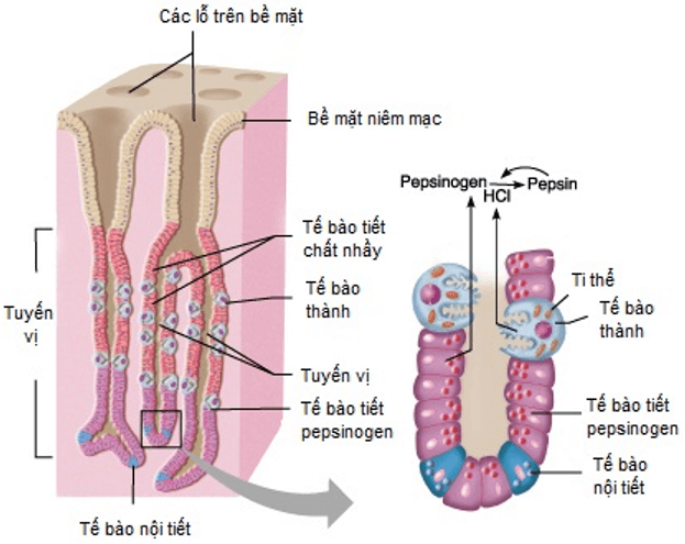 Trắc nghiệm KHTN 8 Cánh diều Bài 29 (có đáp án): Dinh dưỡng và tiêu hóa ở người | Khoa học tự nhiên 8 