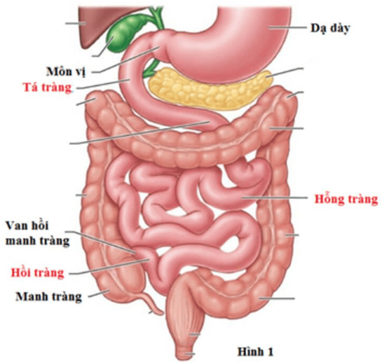Trắc nghiệm KHTN 8 Cánh diều Bài 29 (có đáp án): Dinh dưỡng và tiêu hóa ở người | Khoa học tự nhiên 8 