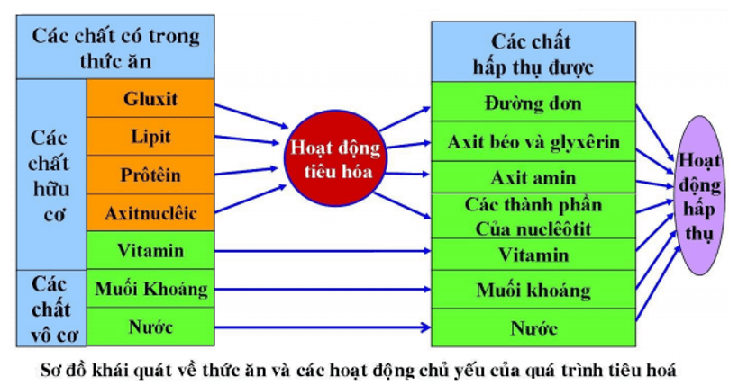 Trắc nghiệm KHTN 8 Cánh diều Bài 29 (có đáp án): Dinh dưỡng và tiêu hóa ở người | Khoa học tự nhiên 8 