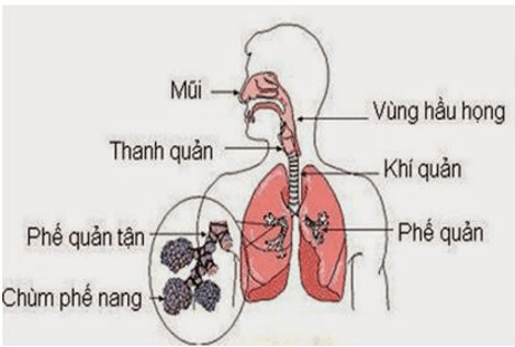 Trắc nghiệm KHTN 8 Cánh diều Bài 32 (có đáp án): Hệ hô hấp ở người | Khoa học tự nhiên 8 