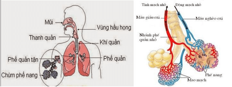 Trắc nghiệm KHTN 8 Cánh diều Bài 32 (có đáp án): Hệ hô hấp ở người | Khoa học tự nhiên 8 