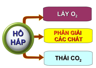 Trắc nghiệm KHTN 8 Cánh diều Bài 32 (có đáp án): Hệ hô hấp ở người | Khoa học tự nhiên 8 