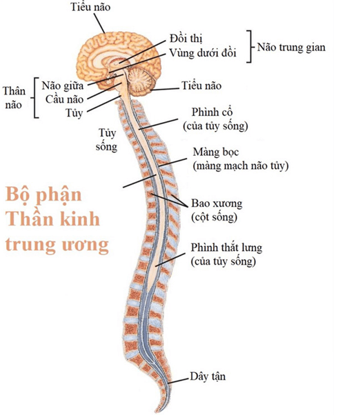 Trắc nghiệm KHTN 8 Cánh diều Bài 34 (có đáp án): Hệ thần kinh và các giác quan ở người | Khoa học tự nhiên 8 