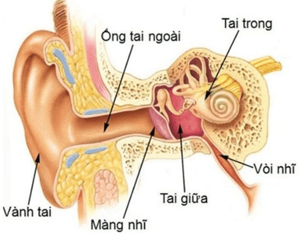 Trắc nghiệm KHTN 8 Cánh diều Bài 34 (có đáp án): Hệ thần kinh và các giác quan ở người | Khoa học tự nhiên 8 