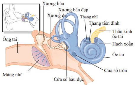 Trắc nghiệm KHTN 8 Cánh diều Bài 34 (có đáp án): Hệ thần kinh và các giác quan ở người | Khoa học tự nhiên 8 