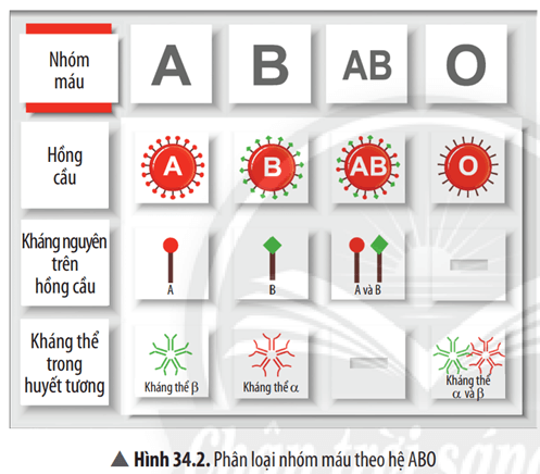 Quan sát Hình 34.2 và cho biết ở người, nhóm máu A, B, AB, O tương ứng có loại