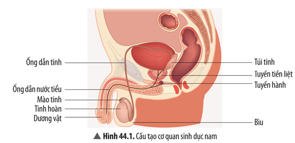 Quan sát Hình 44.1, cho biết cấu tạo cơ quan sinh dục nam gồm những bộ phận