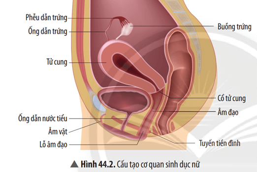 Quan sát Hình 44.2, cho biết cấu tạo cơ quan sinh dục nữ gồm những bộ phận