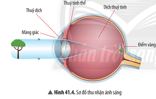 Quan sát Hình 41.4, trình bày quá trình thu nhận ánh sáng diễn ra ở mắt