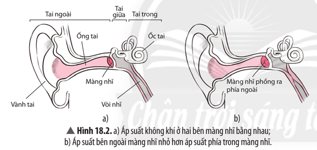 Dựa vào thông tin Hình 18.2 ở trang 90, hãy liệt kê các bộ phận cấu tạo của tai