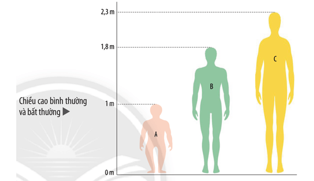Hình bên cho thấy sự khác nhau về chiều cao của ba người trưởng thành, trong đó