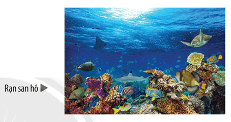 Rạn san hô ở vùng biển nhiệt đới được xem là một trong những