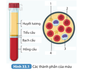 Xác định tên và chức năng các thành phần của máu được đánh số trong Hình 33.1