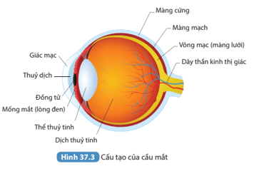 Đọc thông tin trên và quan sát Hình 37.3 kể tên các bộ phận của mắt.