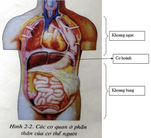 Trắc nghiệm KHTN 8 Kết nối tri thức Bài 30 (có đáp án): Khái quát về cơ thể người | Khoa học tự nhiên 8