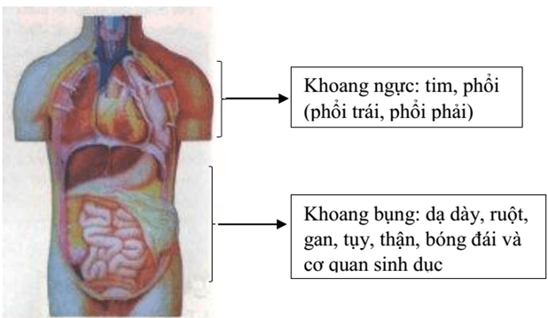 Trắc nghiệm KHTN 8 Kết nối tri thức Bài 30 (có đáp án): Khái quát về cơ thể người | Khoa học tự nhiên 8