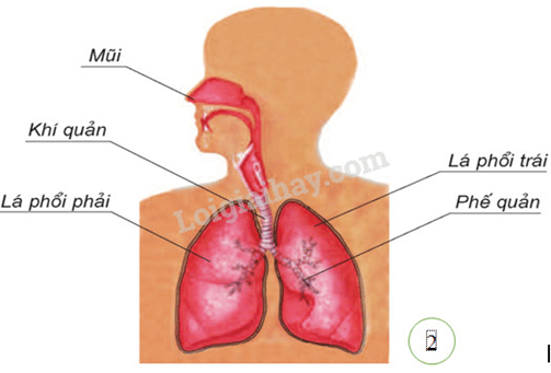 Trắc nghiệm KHTN 8 Kết nối tri thức Bài 31 (có đáp án): Hệ vận động ở người | Khoa học tự nhiên 8
