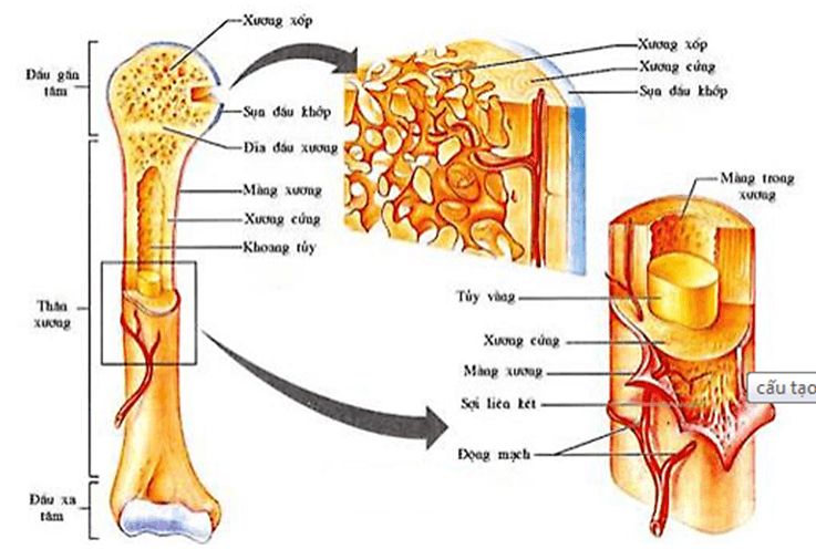 Trắc nghiệm KHTN 8 Kết nối tri thức Bài 31 (có đáp án): Hệ vận động ở người | Khoa học tự nhiên 8