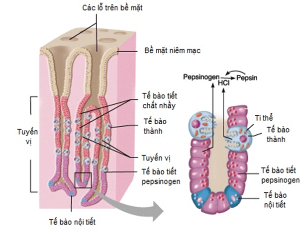Trắc nghiệm KHTN 8 Kết nối tri thức Bài 32 (có đáp án): Dinh dưỡng và tiêu hóa ở người | Khoa học tự nhiên 8