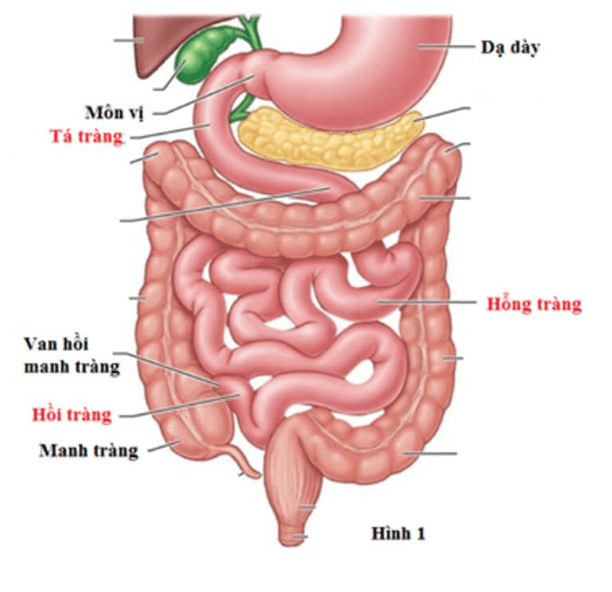 Trắc nghiệm KHTN 8 Kết nối tri thức Bài 32 (có đáp án): Dinh dưỡng và tiêu hóa ở người | Khoa học tự nhiên 8