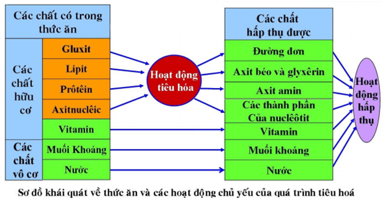 Trắc nghiệm KHTN 8 Kết nối tri thức Bài 32 (có đáp án): Dinh dưỡng và tiêu hóa ở người | Khoa học tự nhiên 8