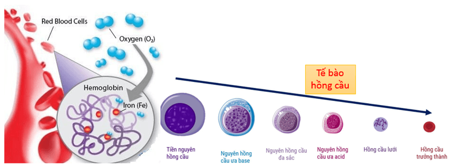 Trắc nghiệm KHTN 8 Kết nối tri thức Bài 33 (có đáp án): Máu và hệ tuần hoàn của cơ thể người | Khoa học tự nhiên 8