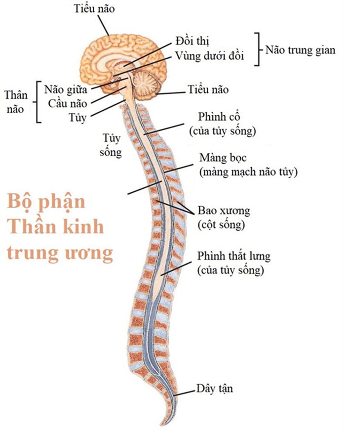 Trắc nghiệm KHTN 8 Kết nối tri thức Bài 37 (có đáp án): Hệ thần kinh và các giác quan ở người | Khoa học tự nhiên 8