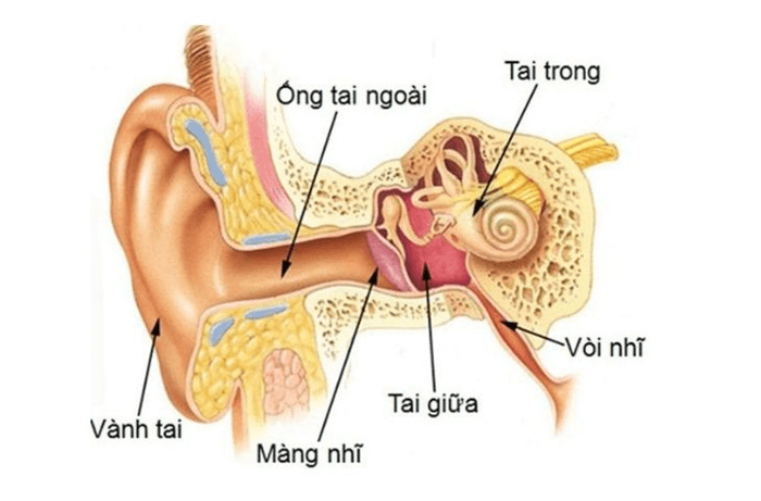 Trắc nghiệm KHTN 8 Kết nối tri thức Bài 37 (có đáp án): Hệ thần kinh và các giác quan ở người | Khoa học tự nhiên 8