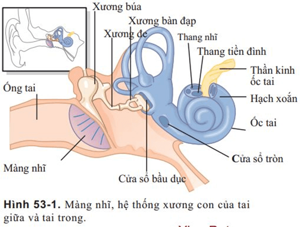 Trắc nghiệm KHTN 8 Kết nối tri thức Bài 37 (có đáp án): Hệ thần kinh và các giác quan ở người | Khoa học tự nhiên 8