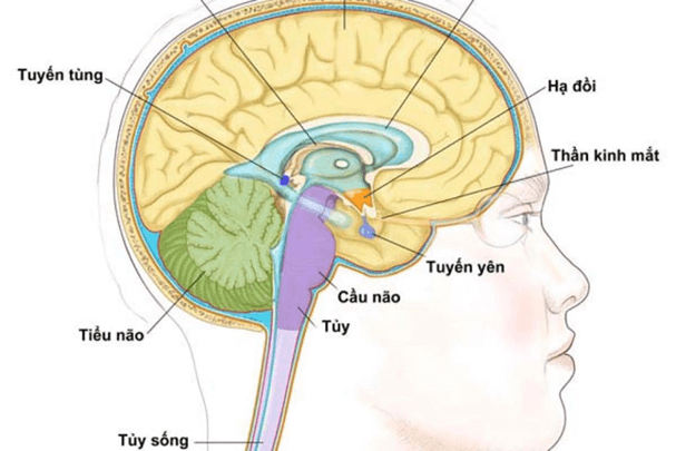 Trắc nghiệm KHTN 8 Kết nối tri thức Bài 38 (có đáp án): Hệ nội tiết ở người | Khoa học tự nhiên 8