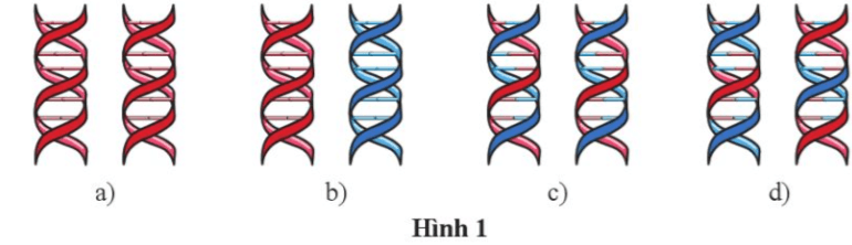 Hình 1 thể hiện hai phân tử DNA được tạo ra sau quá trình tái bản