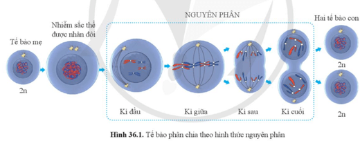 Quan sát hình 36.1, cho biết kết quả của quá trình phân chia tế bào theo hình thức nguyên phân