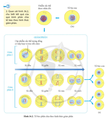 Quan sát hình 36.2, cho biết kết quả của quá trình phân chia tế bào theo hình thức giảm phân