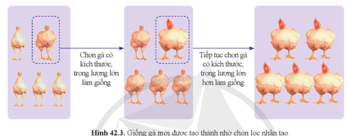 Quan sát hình 42.3, nêu tiêu chí chọn lọc và mô tả quá trình chọn lọc nhân tạo ở gà