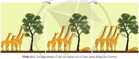 Quan sát hình 43.2, mô tả quá trình hình thành cổ dài của hươu cao cổ theo quan điểm của Darwin