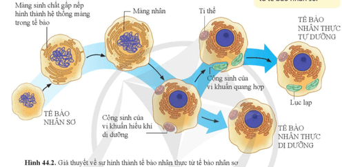Quan sát hình 44.2, hãy trình bày sự hình thành tế bào nhân thực từ tế bào nhân sơ