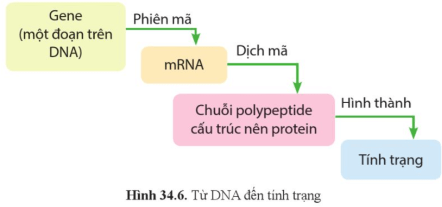 Dựa vào hình 34.6, phân tích mối quan hệ của DNA và tính trạng
