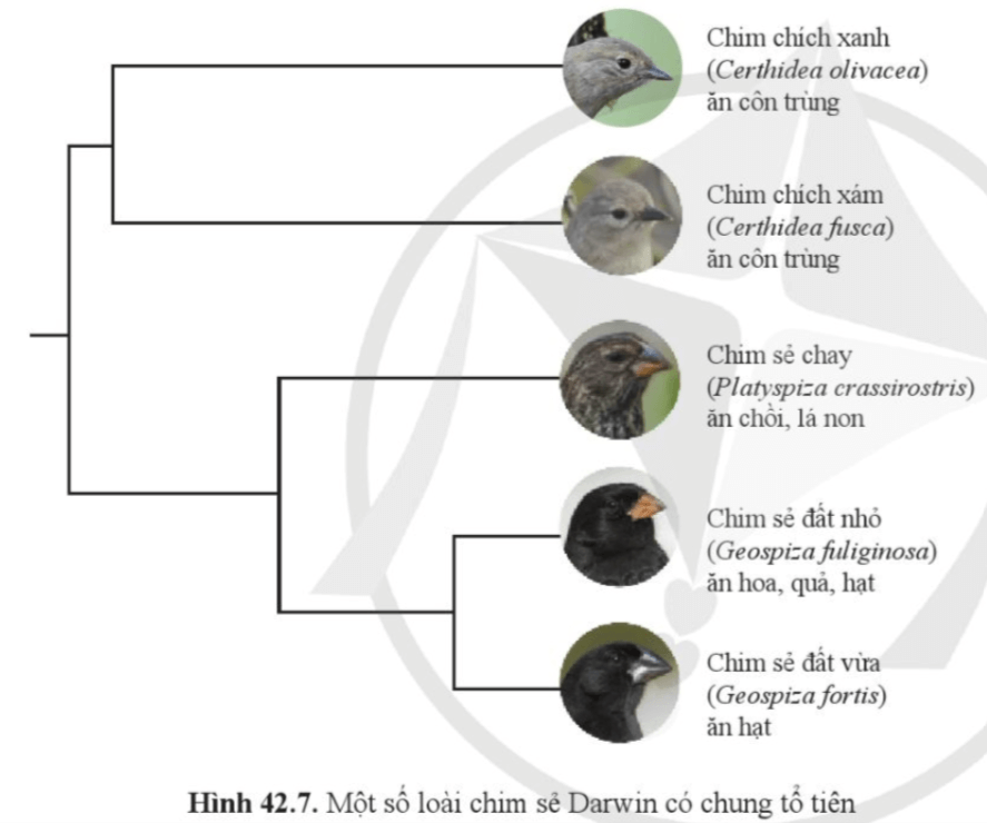 Quan sát hình 42.7 và phân tích sự phù hợp giữa hình thái mỏ với chế độ thức ăn của một số loài chim sẻ Darwin