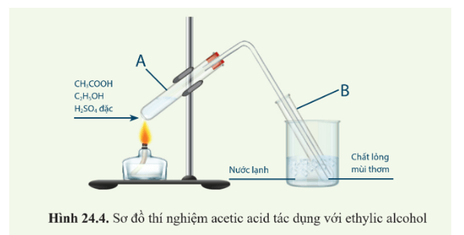 Lý thuyết KHTN 9 Cánh diều Bài 24: Acetic acid