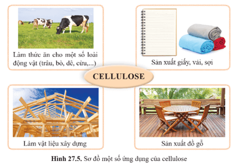 Lý thuyết KHTN 9 Cánh diều Bài 27: Tinh bột và cellulose