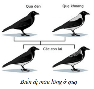 Lý thuyết KHTN 9 Cánh diều Bài 33: Gene là trung tâm của di truyền học