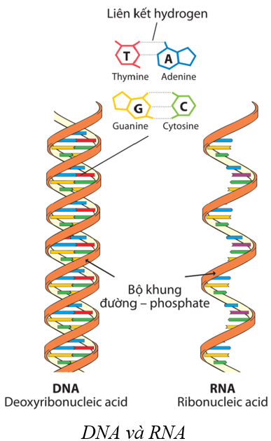 Lý thuyết KHTN 9 Cánh diều Bài 33: Gene là trung tâm của di truyền học