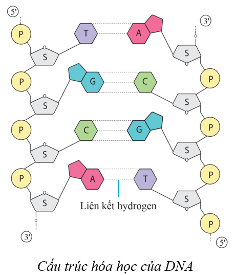 Lý thuyết KHTN 9 Cánh diều Bài 33: Gene là trung tâm của di truyền học