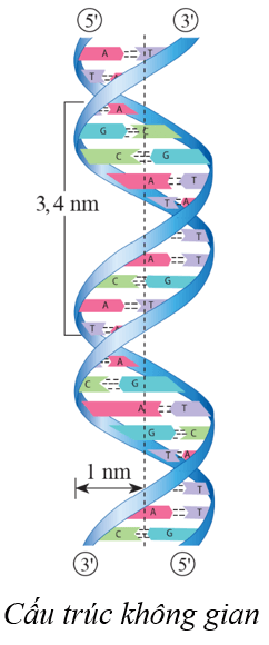 Lý thuyết KHTN 9 Cánh diều Bài 33: Gene là trung tâm của di truyền học