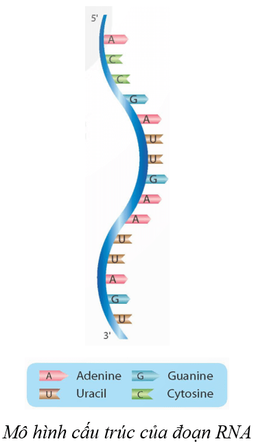 Lý thuyết KHTN 9 Cánh diều Bài 33: Gene là trung tâm của di truyền học