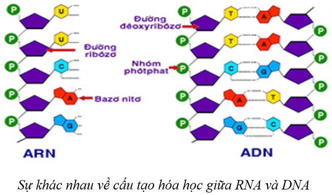 Lý thuyết KHTN 9 Cánh diều Bài 33: Gene là trung tâm của di truyền học